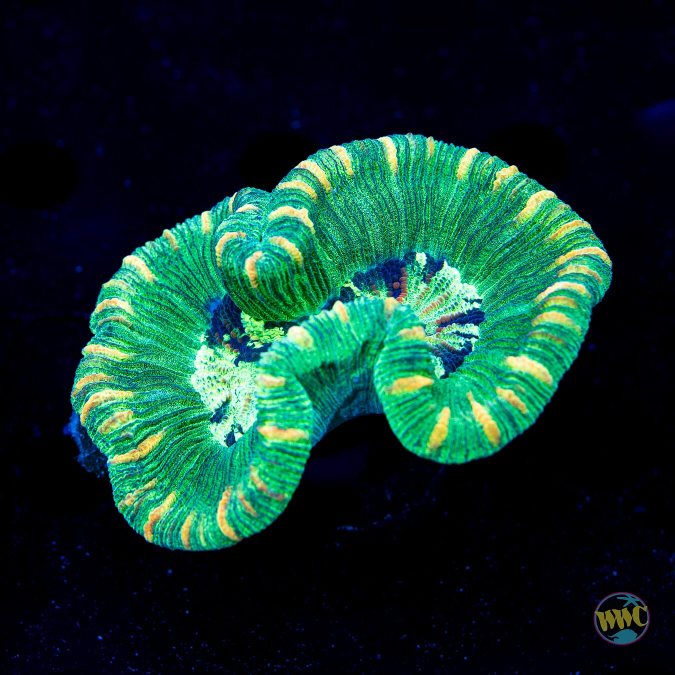 Minty Fresh Trachyphyllia - Daylight Photo