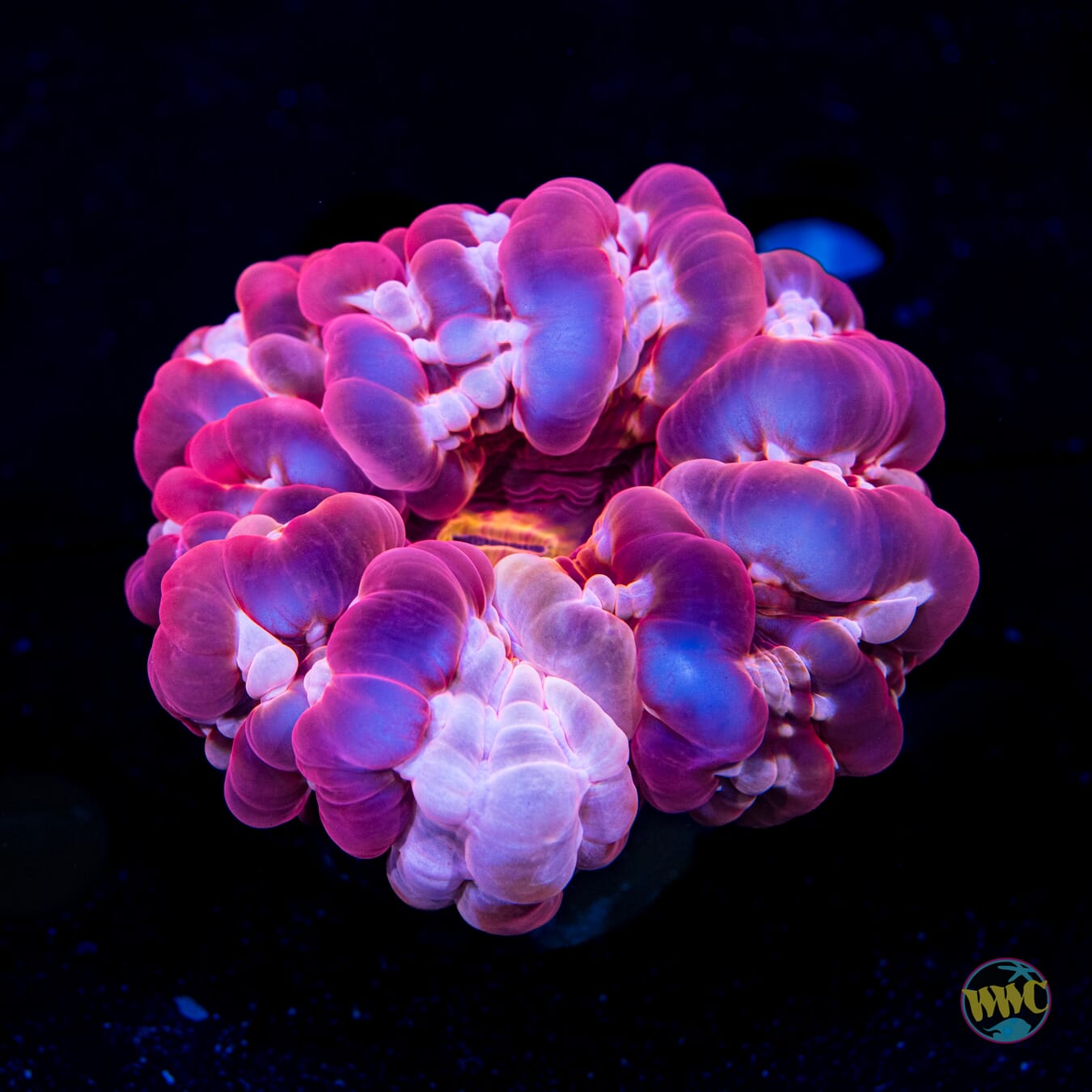 Orange Mouth Cynarina - Daylight Photo