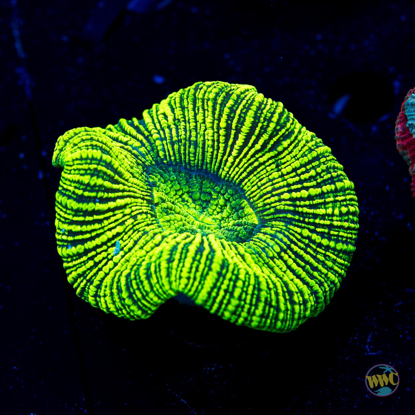 Little Neon Trachyphyllia - Daylight Photo