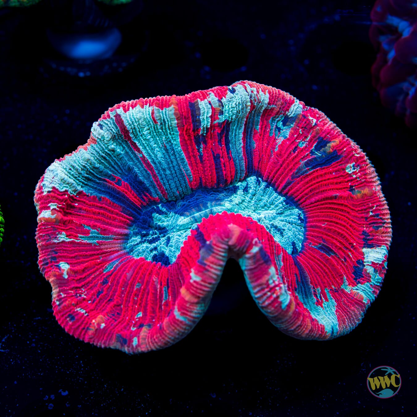 Little Neon Trachyphyllia - Daylight Photo
