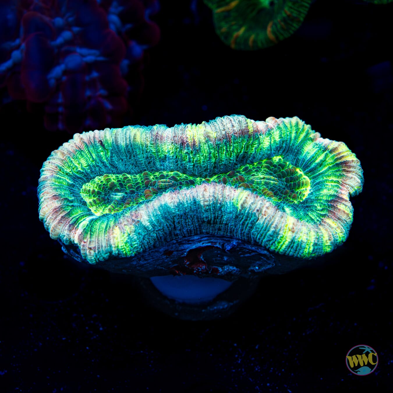Pastel Trachyphyllia - Daylight Photo