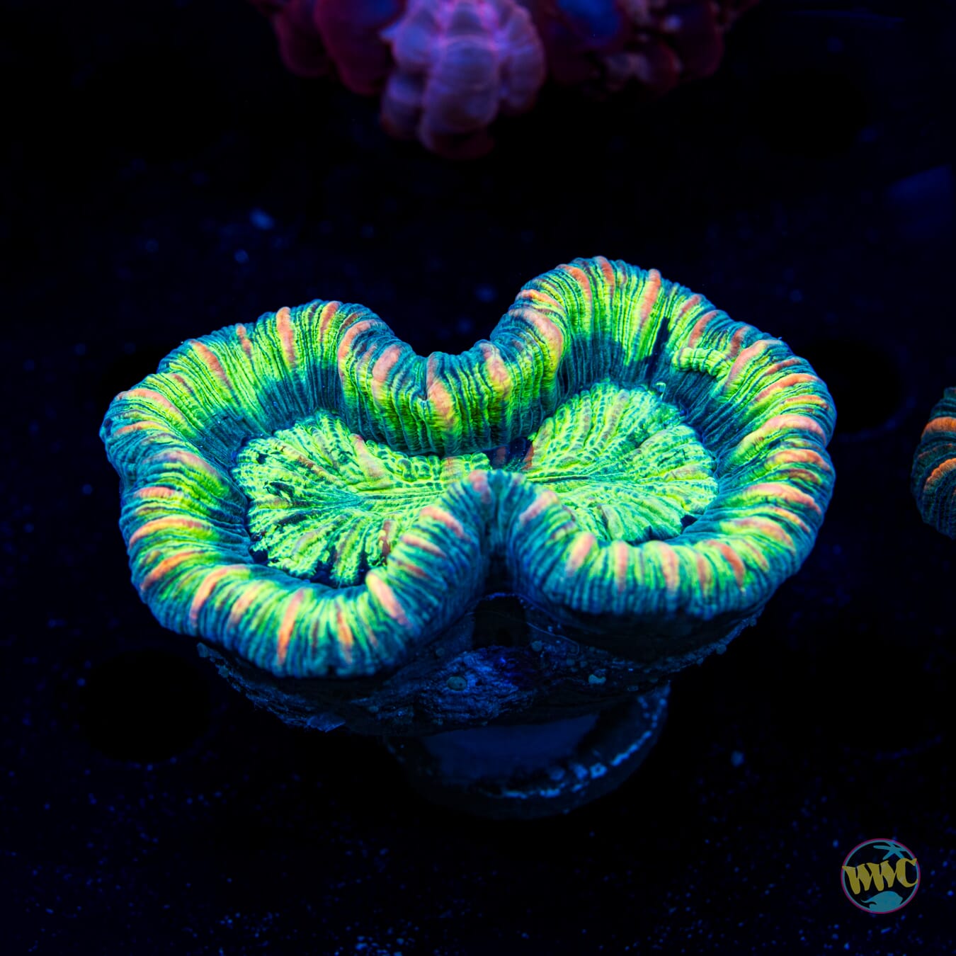 Crazy 8 Trachyphyllia - Daylight Photo