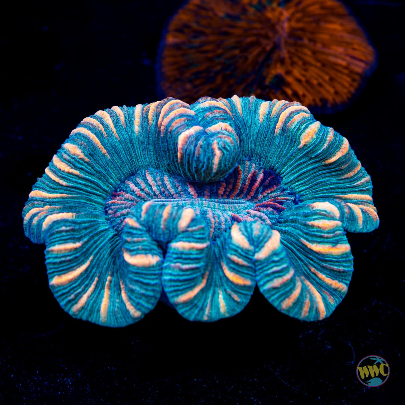 Orange Stripe Trachyphyllia - Daylight Photo