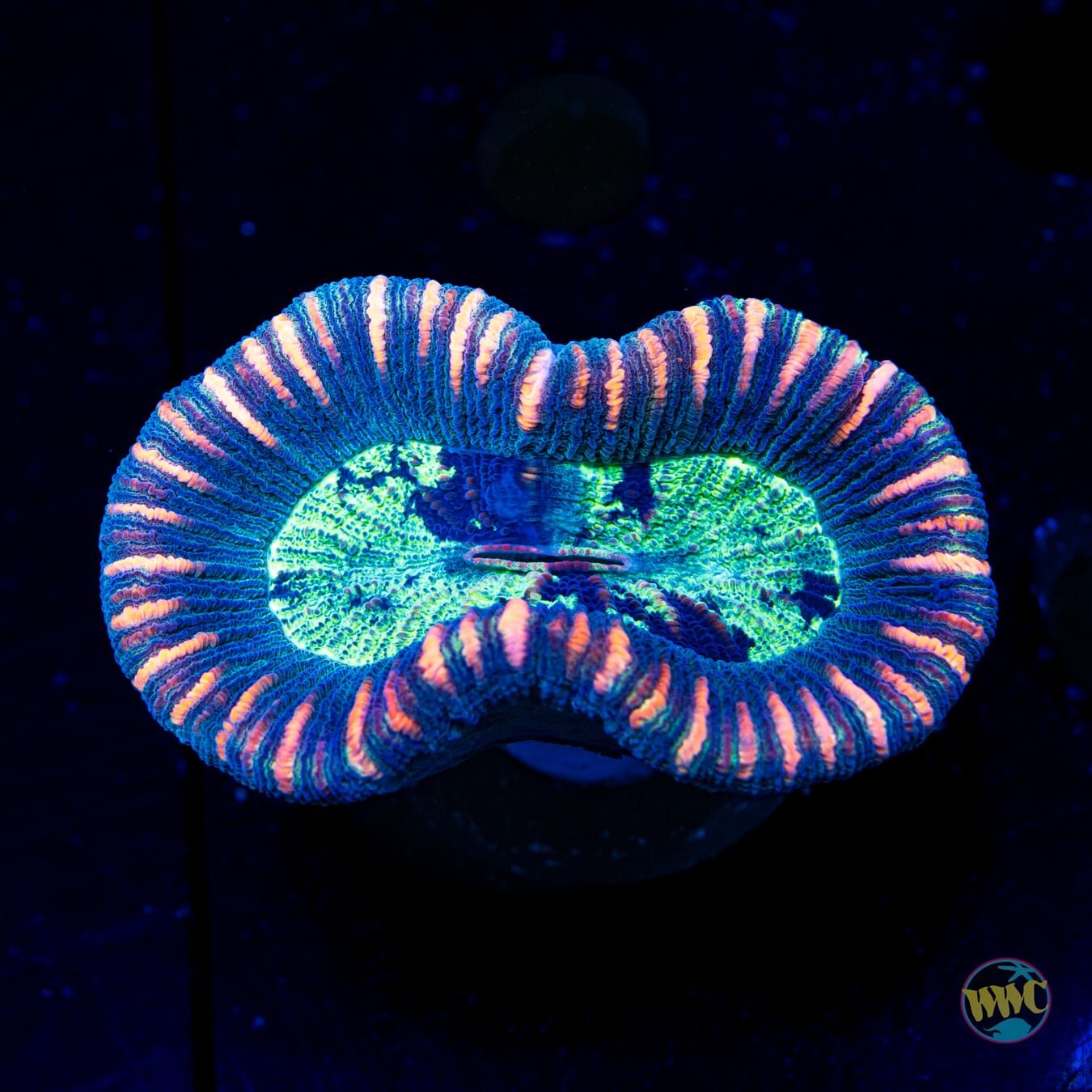 Dark Striped Trachyphyllia - Daylight Photo