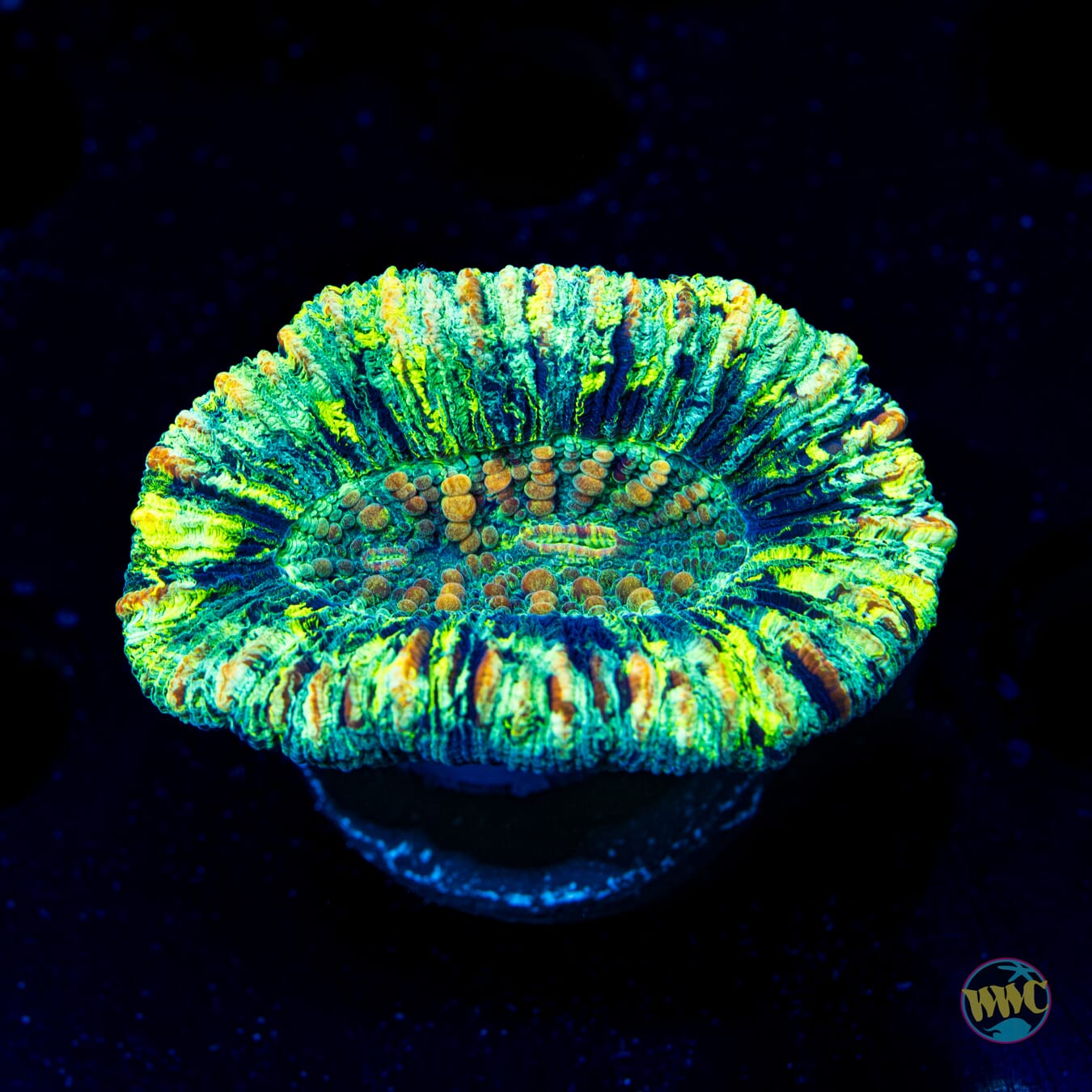 Yellow Splatter Trachyphyllia - Daylight Photo