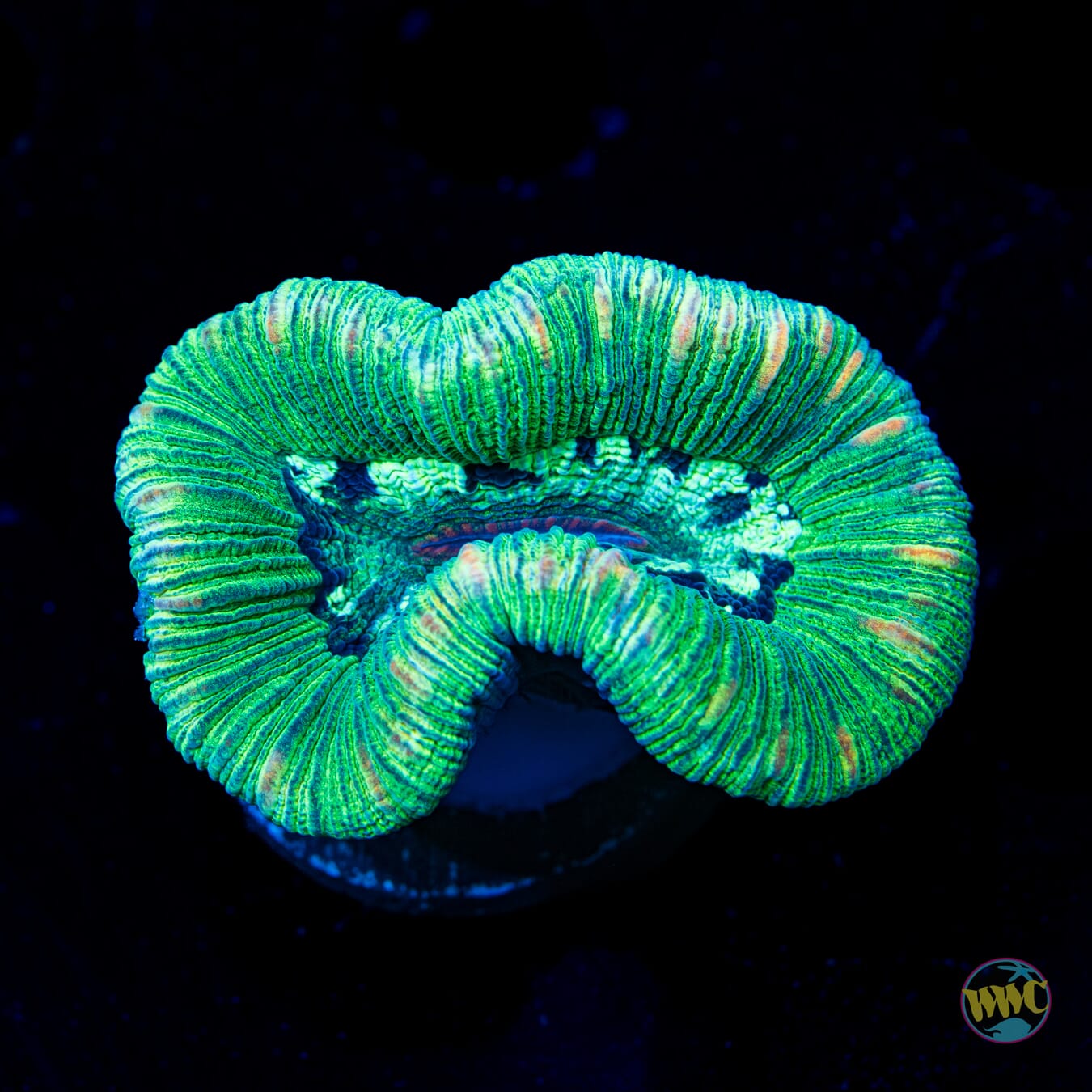 Jolly Green Trachyphyllia - Daylight Photo