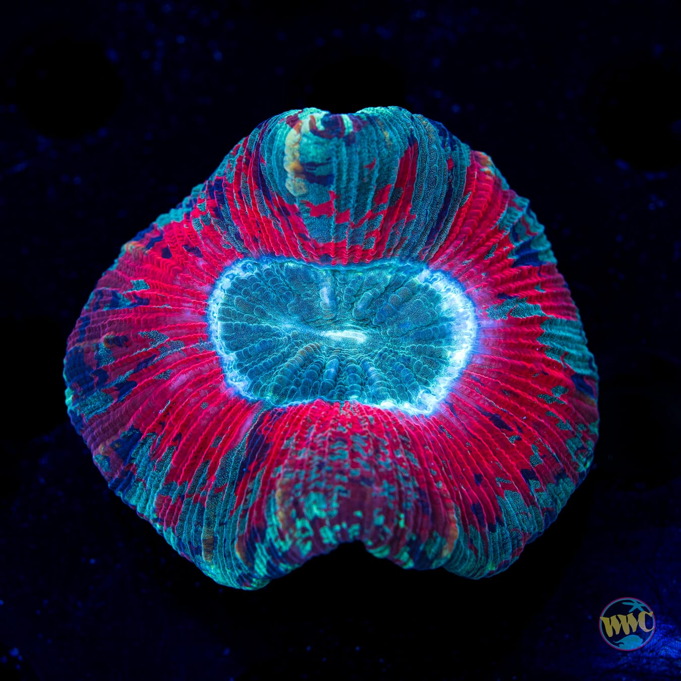 Scarlet Temptation Trachyphyllia - Daylight Photo