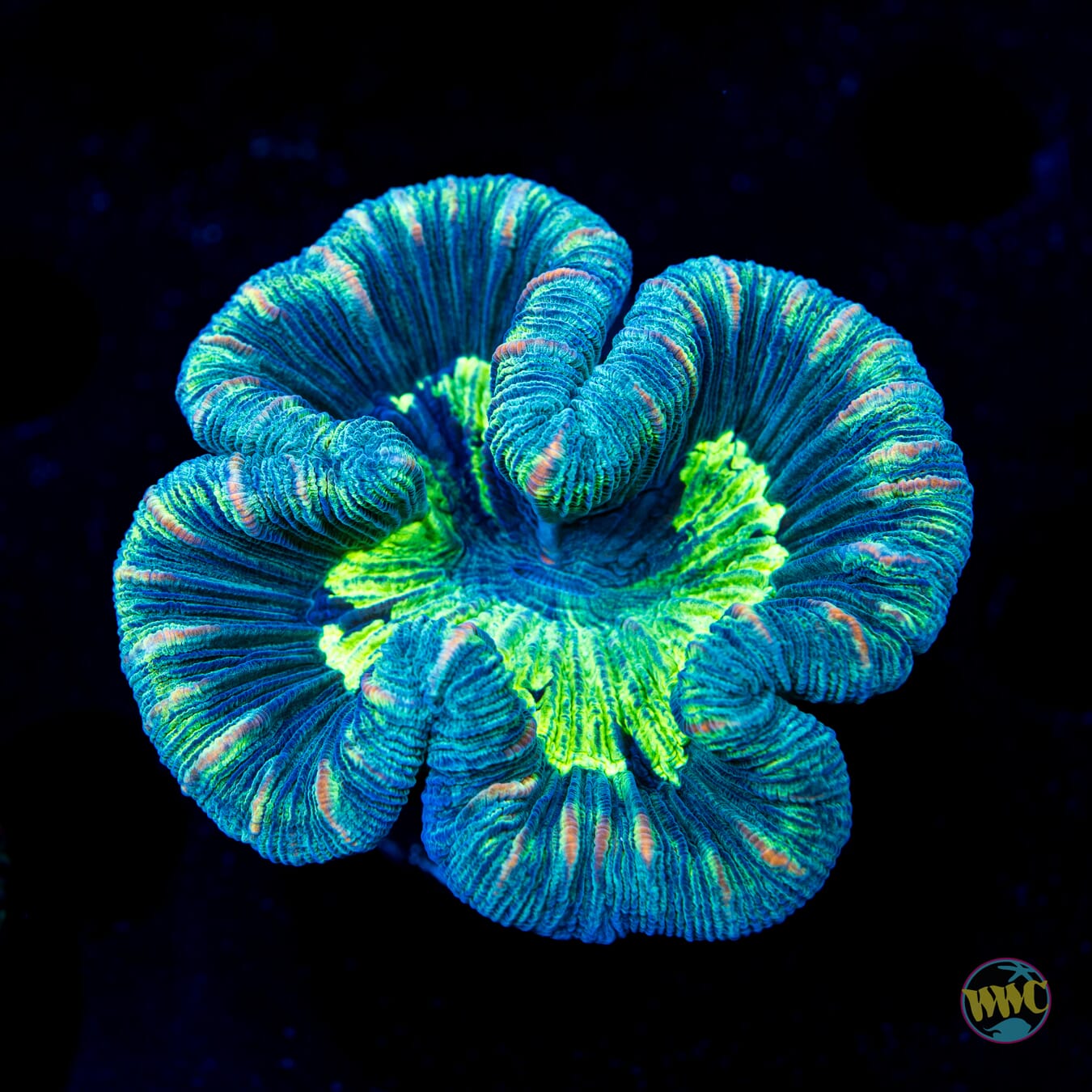 4 Leaf Clover Trachyphyllia - Daylight Photo