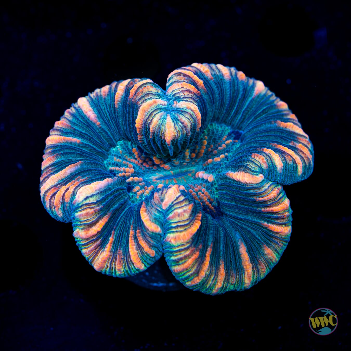 Oasis Trachyphyllia - Daylight Photo