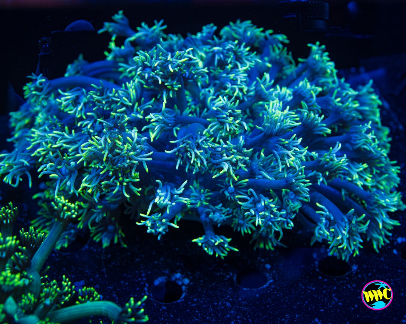 Mint Ball Goniopora 1 - Daylight Photo