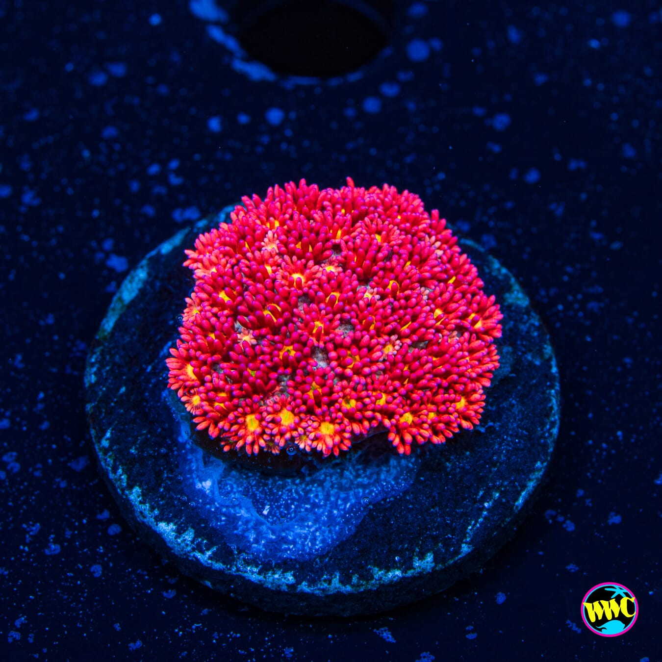 Rose Gold Goniopora - Daylight Photo