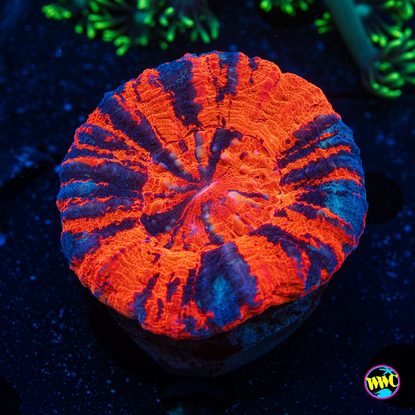 Warpaint Scolymia 1 - Daylight Photo