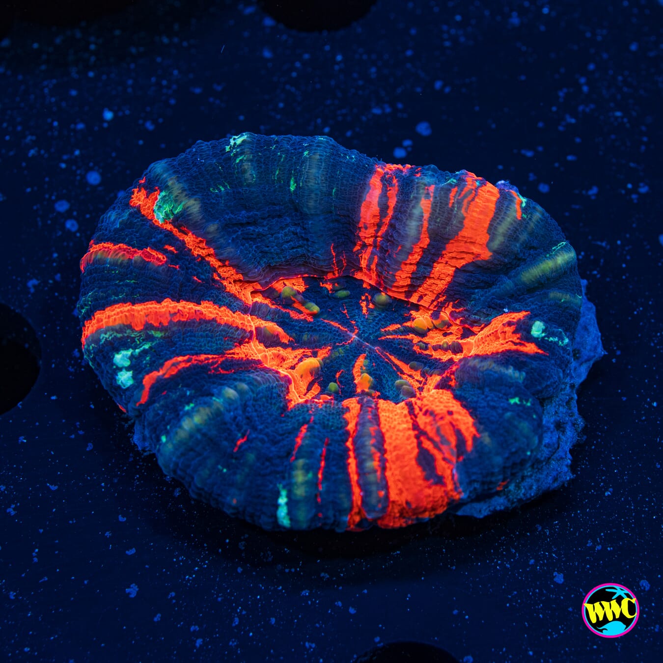 Warpaint Scolymia 9 - Daylight Photo