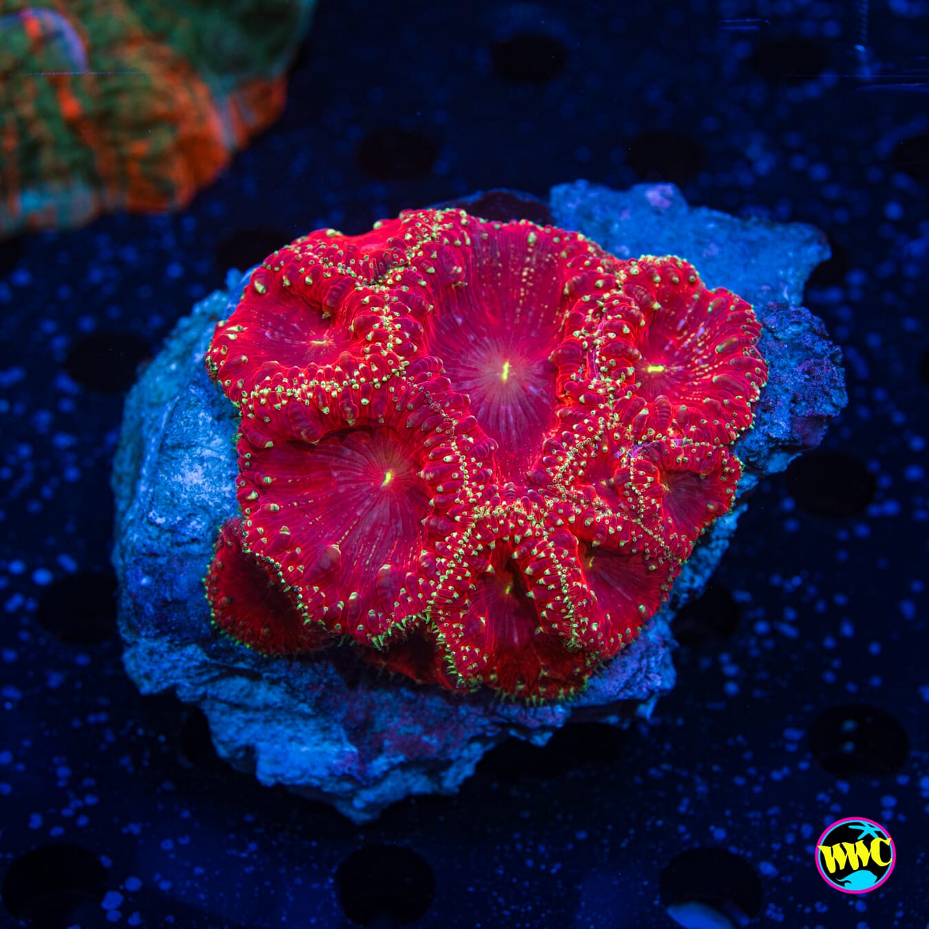 Ultra Blastomussa 2 - Daylight Photo