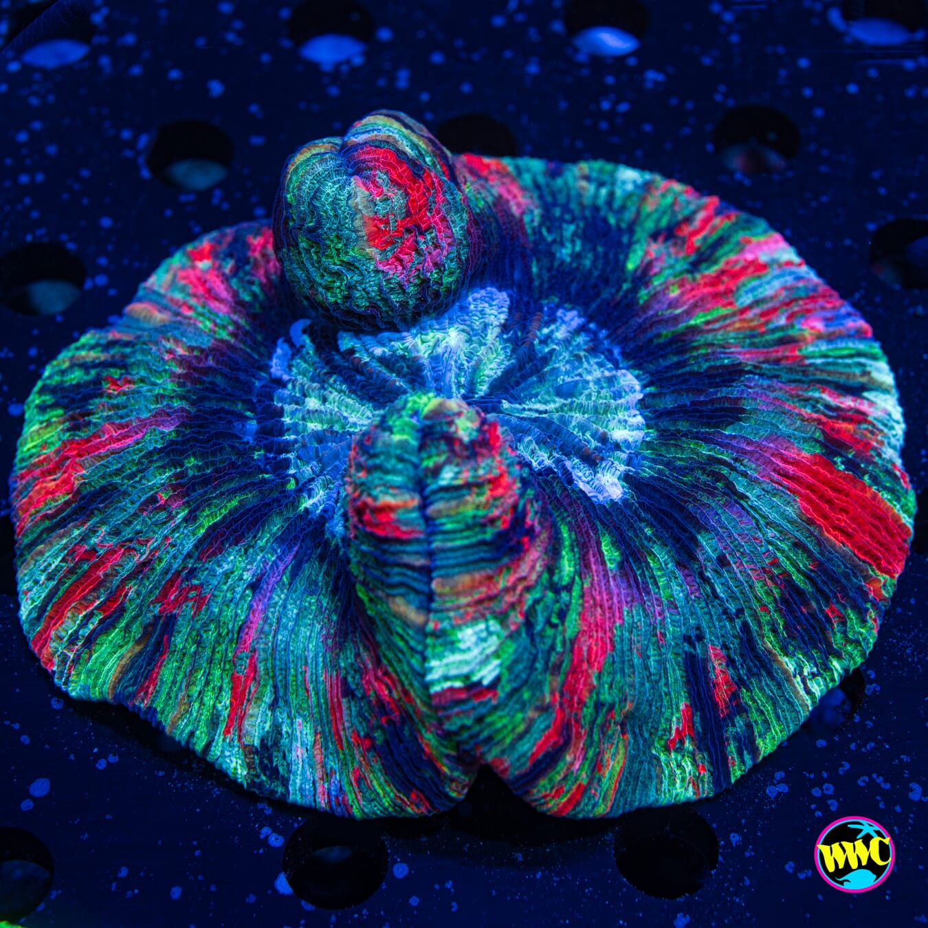 Splatter Trachyphyllia 3 - Daylight Photo