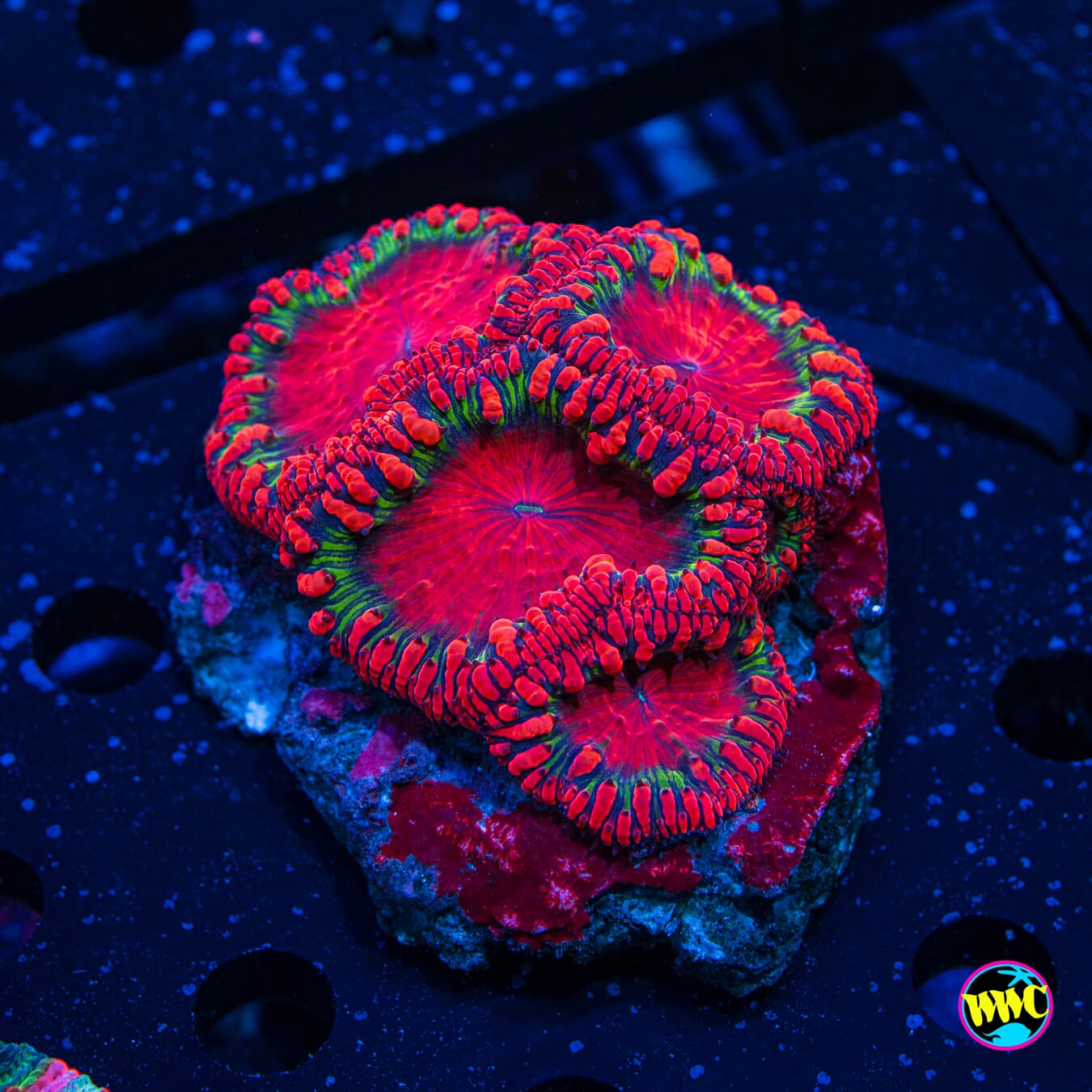 Ultra Blastomussa 3 - Daylight Photo