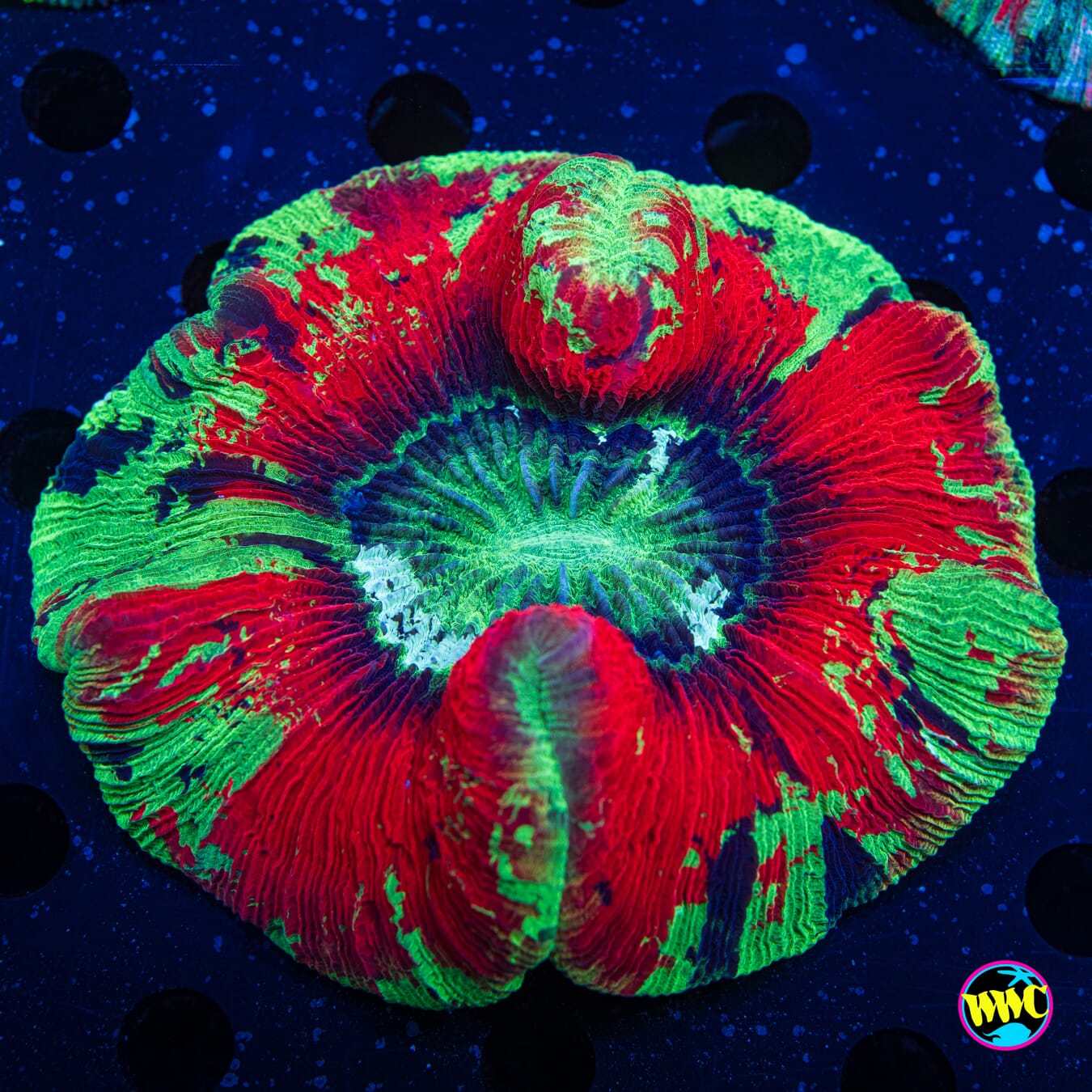 Splatter Trachyphyllia 4 - Daylight Photo