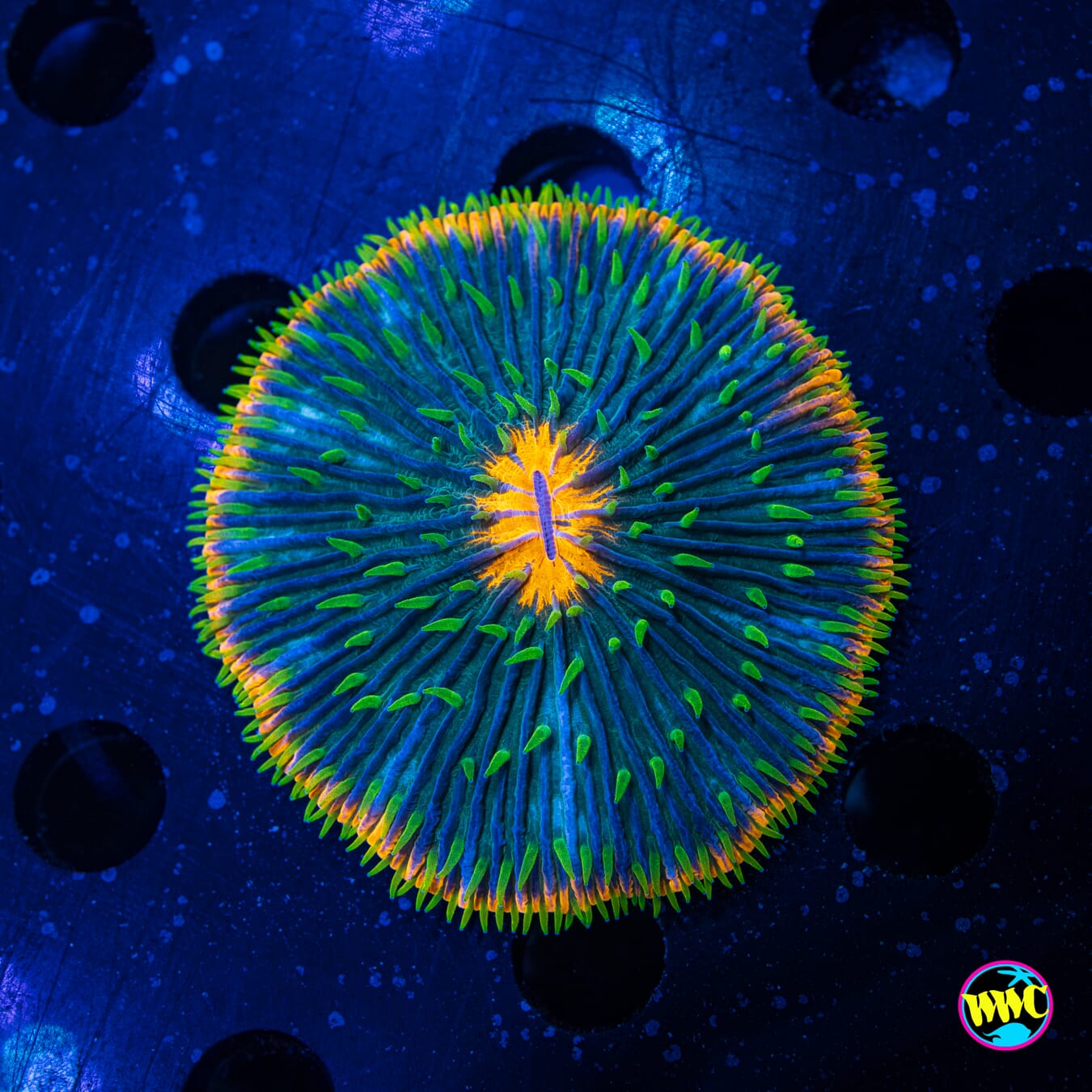 Confetti Plate Coral - Daylight Photo