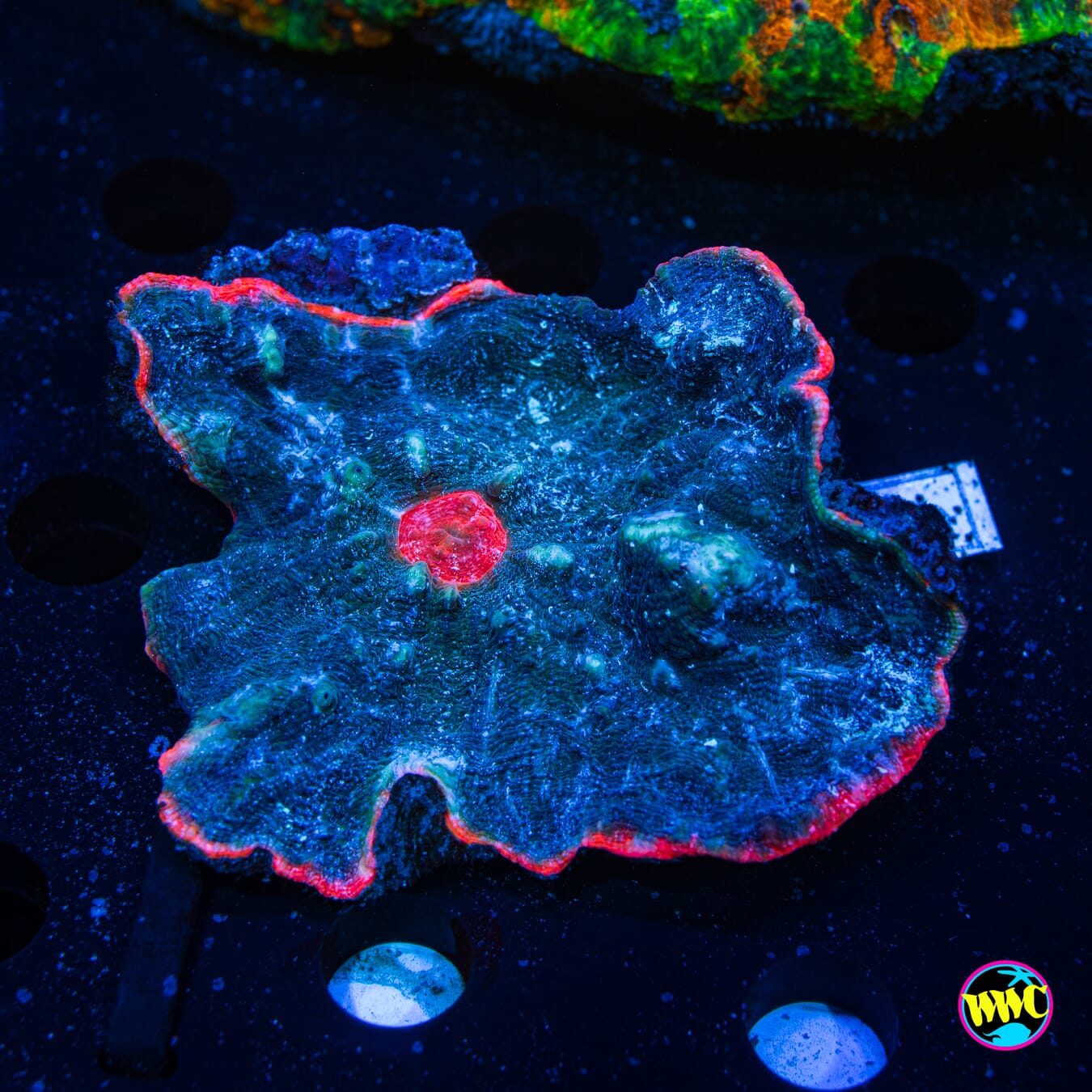 Firewater Chalice - Daylight Photo