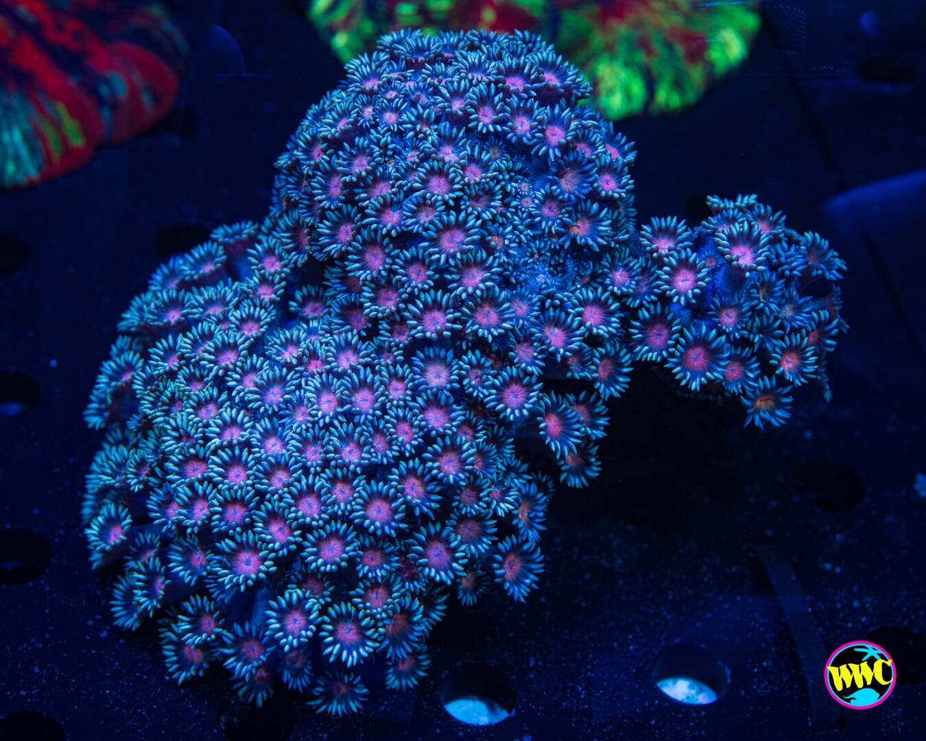 Pretty Pink Heart Goniopora - Daylight Photo