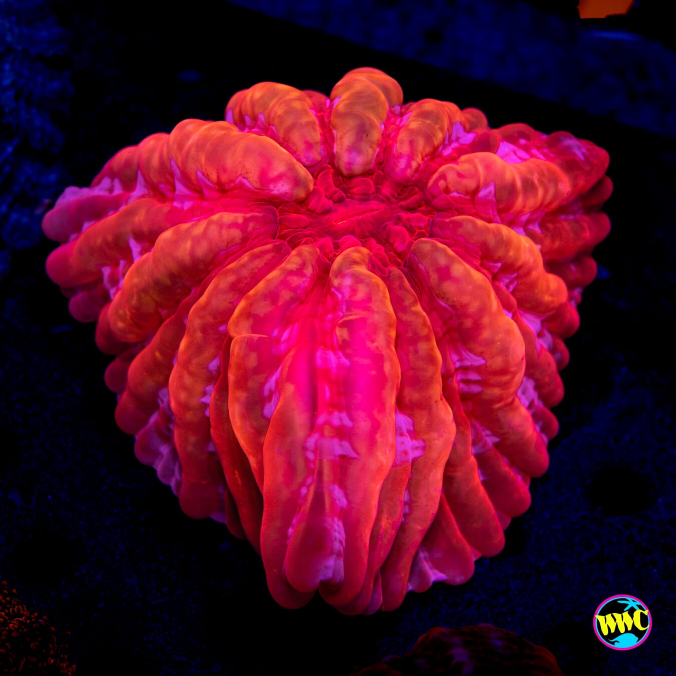 Fireball Cynarina - Daylight Photo