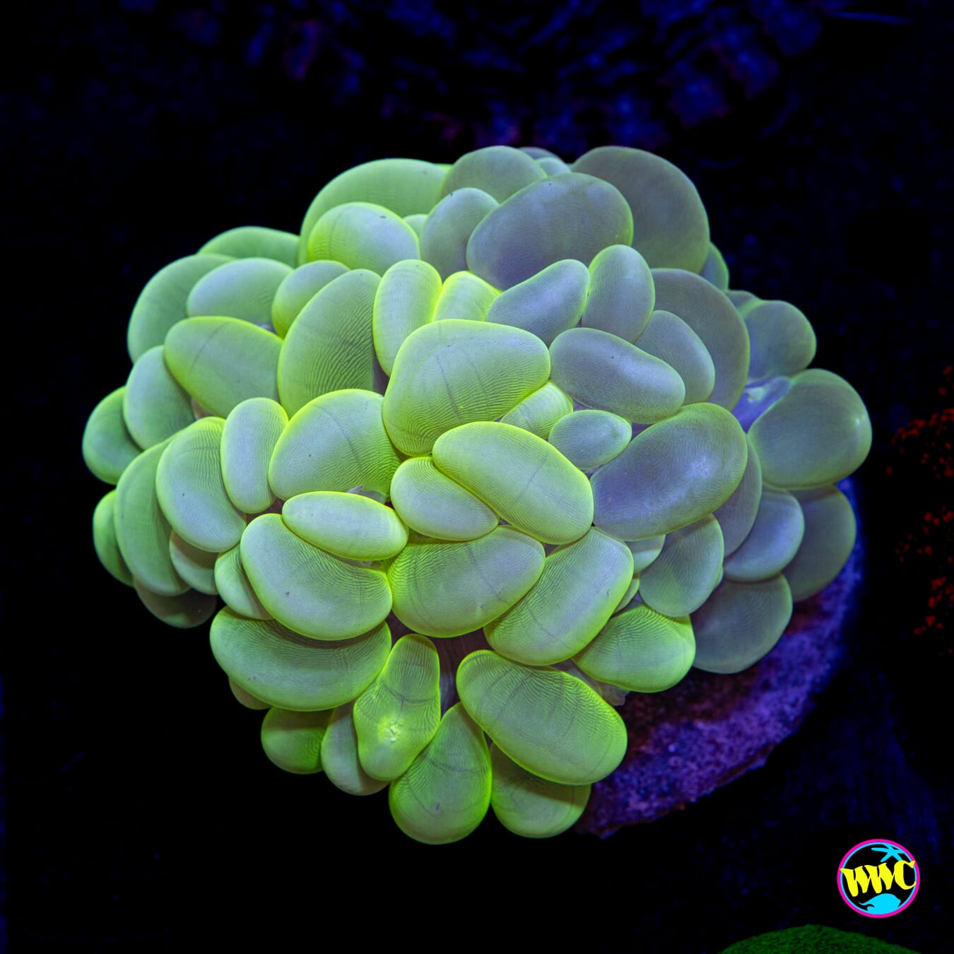 Bicolor Bubble Coral - Daylight Photo