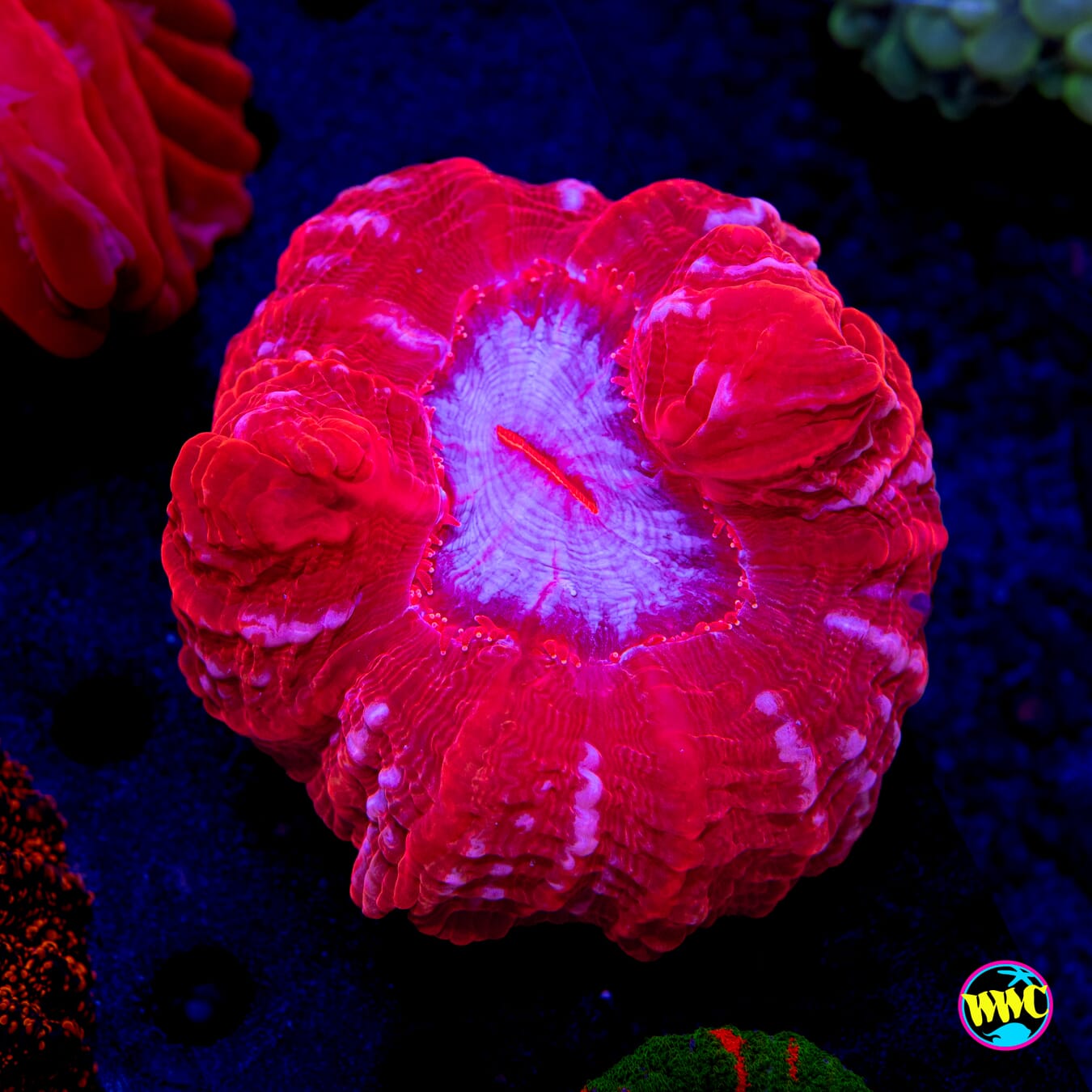 Frosted Berries Cynarina - Daylight Photo