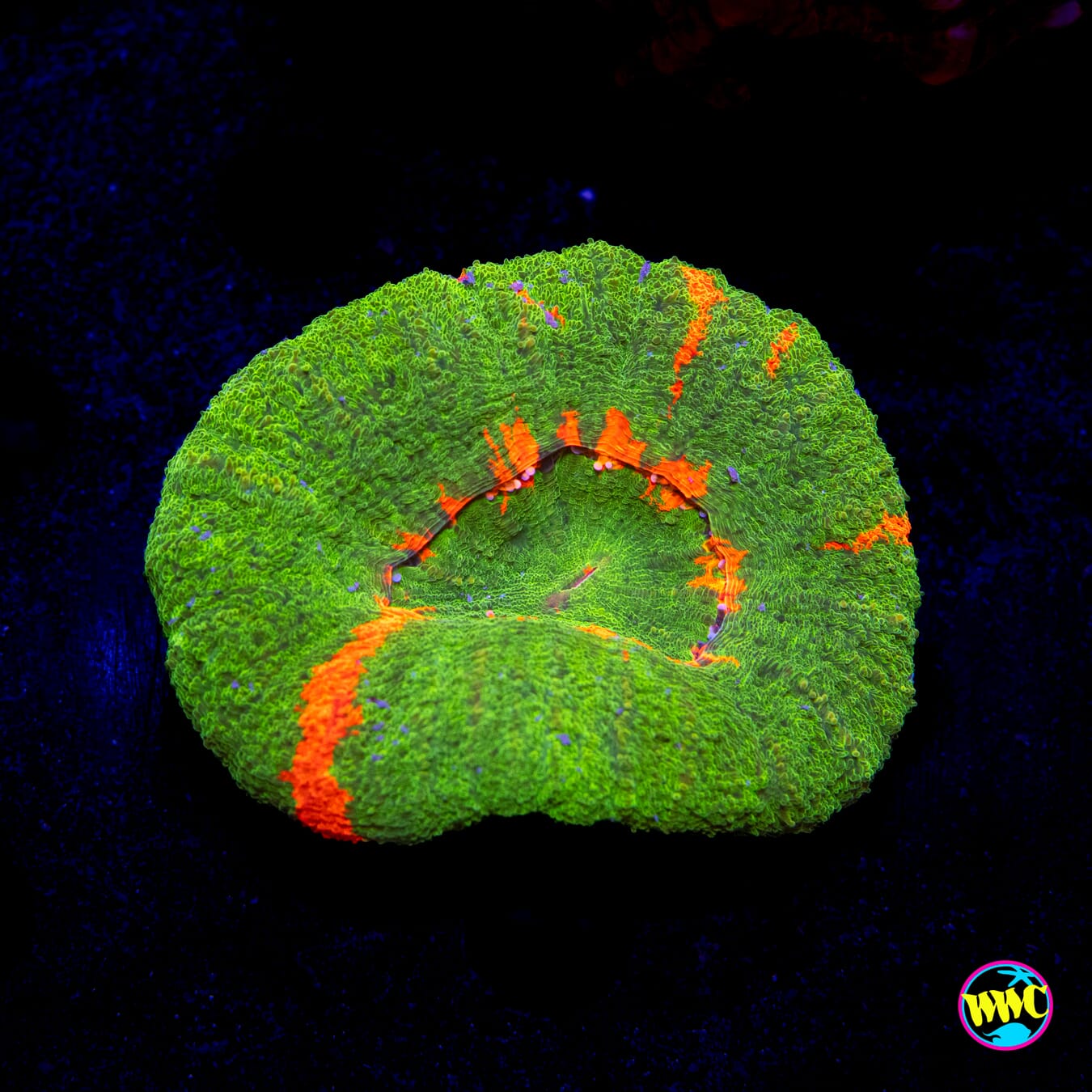 Candy Crush Scolymia - Daylight Photo