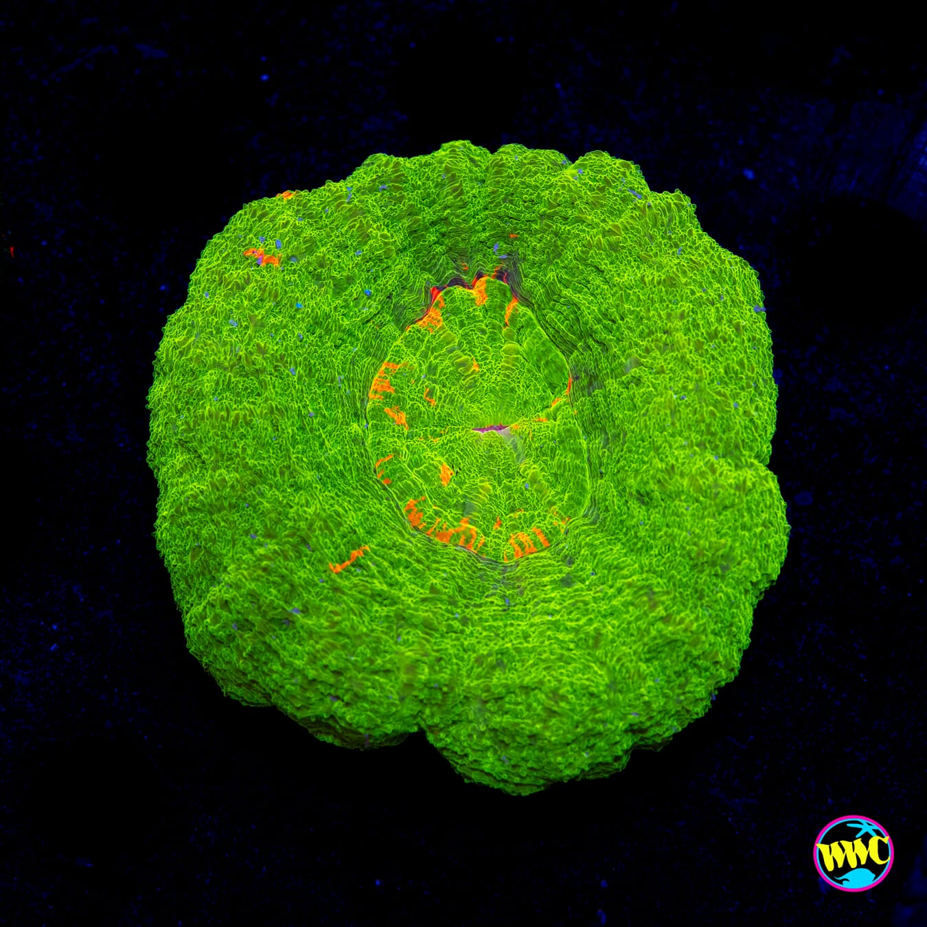 Lil Bit Of Orange Scolymia - Daylight Photo