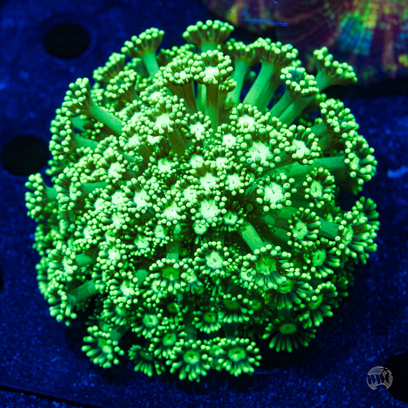 Green Goniopora - Daylight Photo