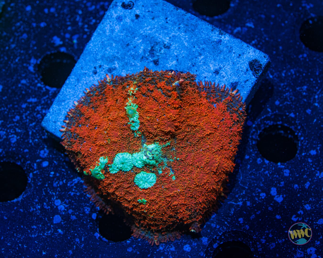 Fuzzy Carpet Rhodactis Mushroom - Daylight Photo