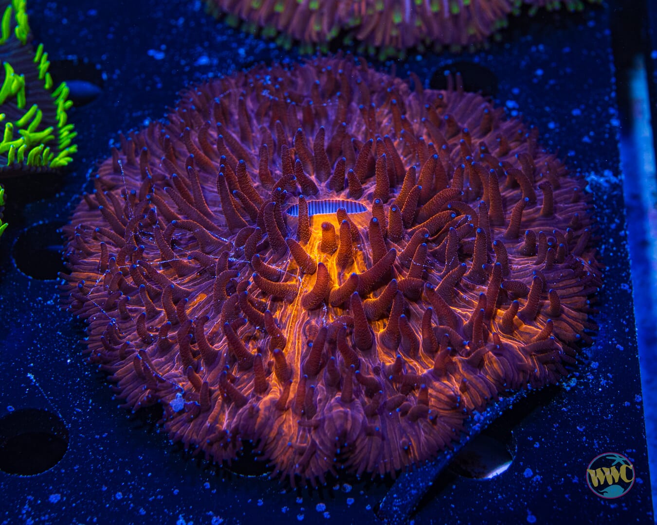 Stripey Orange Plate Coral - Daylight Photo