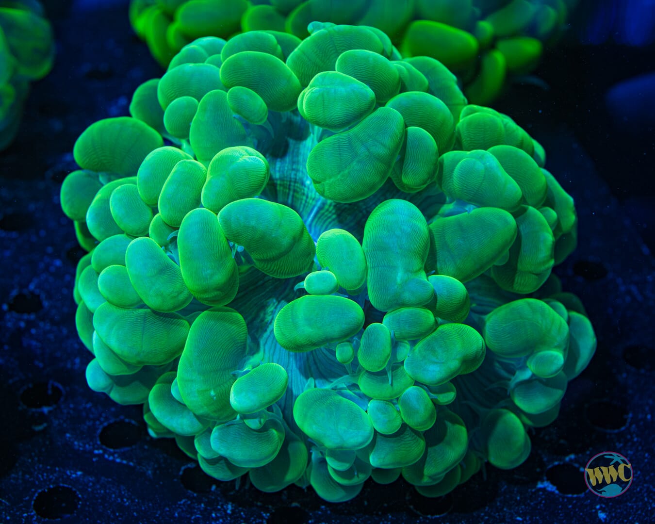 Metallic Bubble Coral - Daylight Photo
