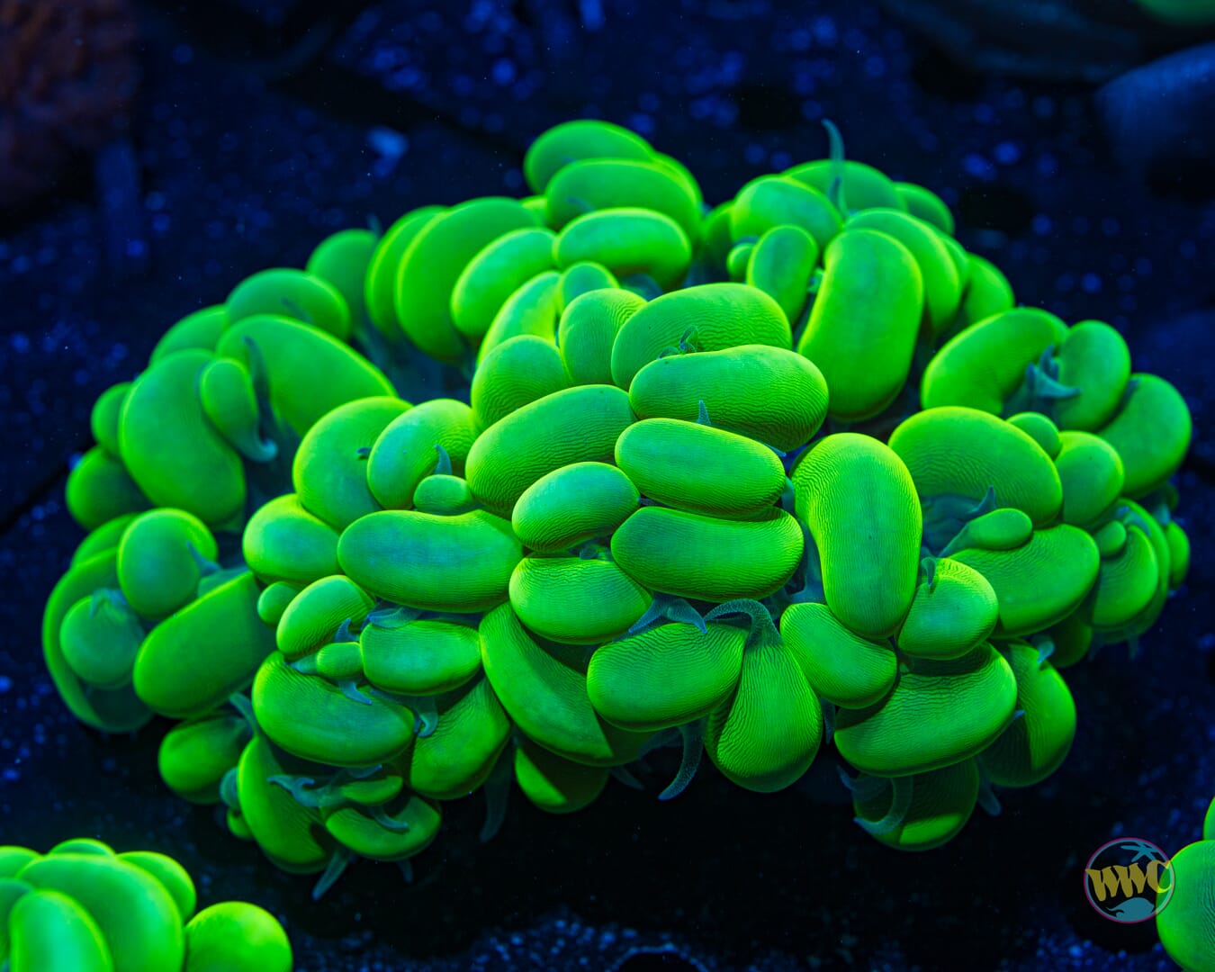 Neon Bubble Coral - Daylight Photo