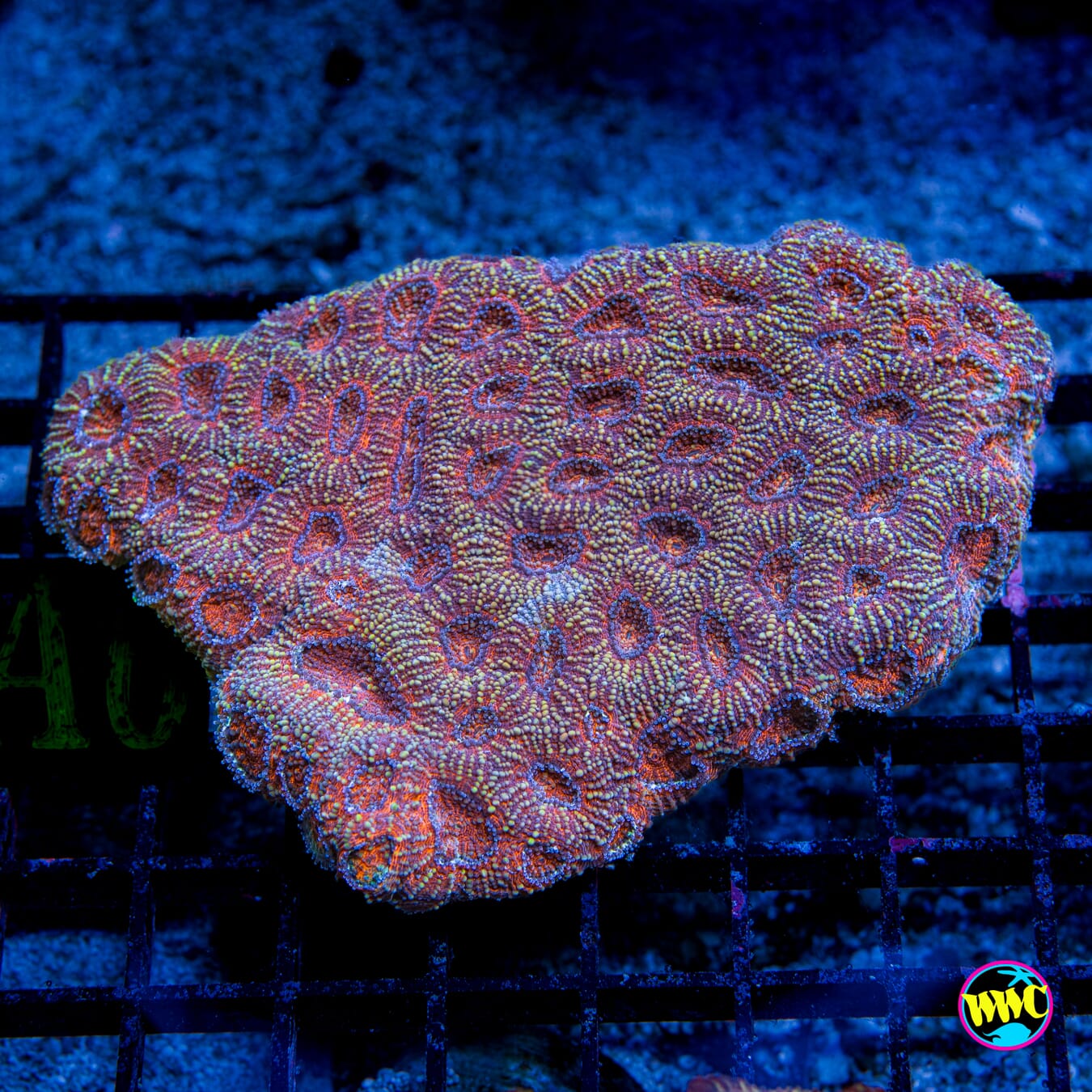 Tangerine Echinata - Daylight Photo