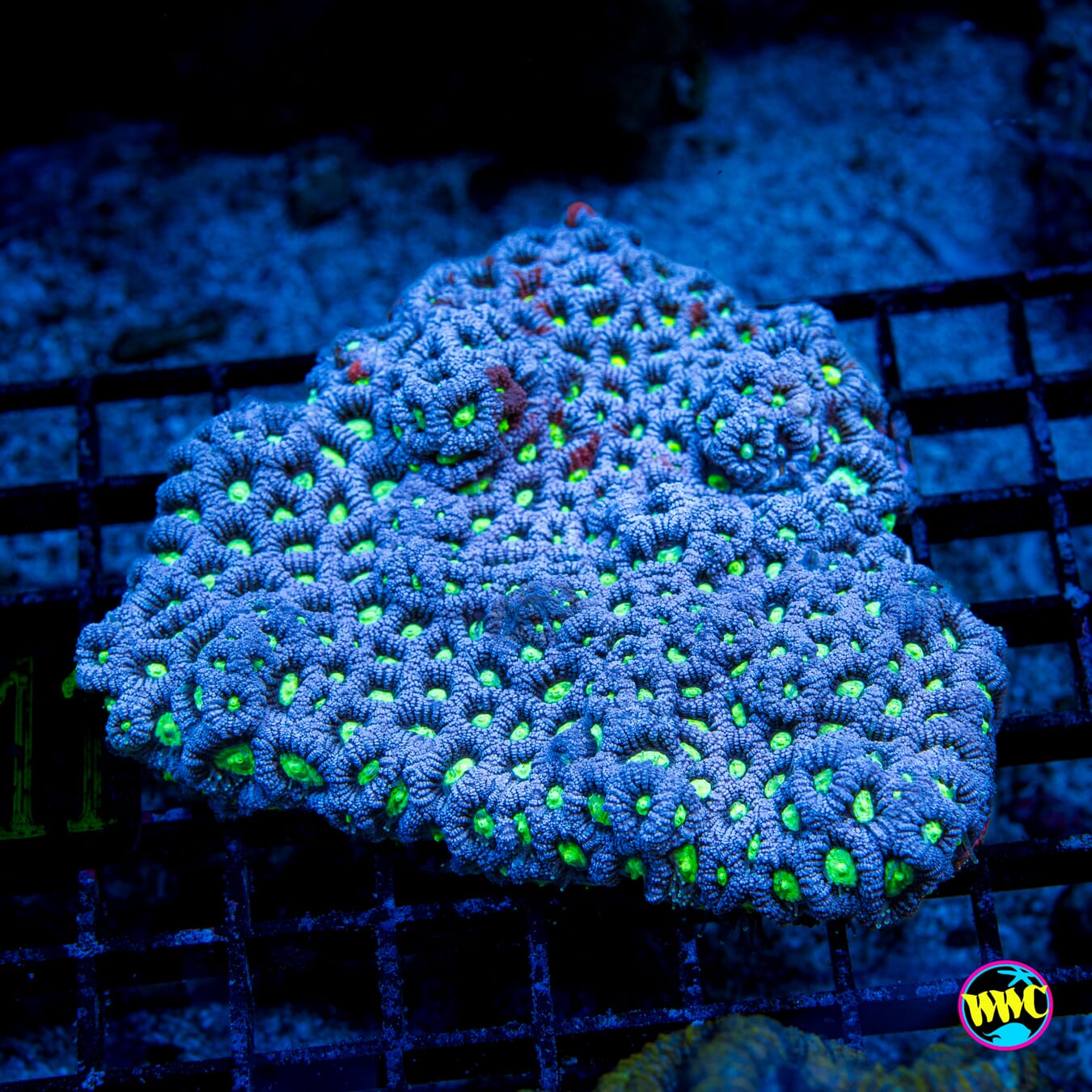 Snow Dragon Favites - Daylight Photo