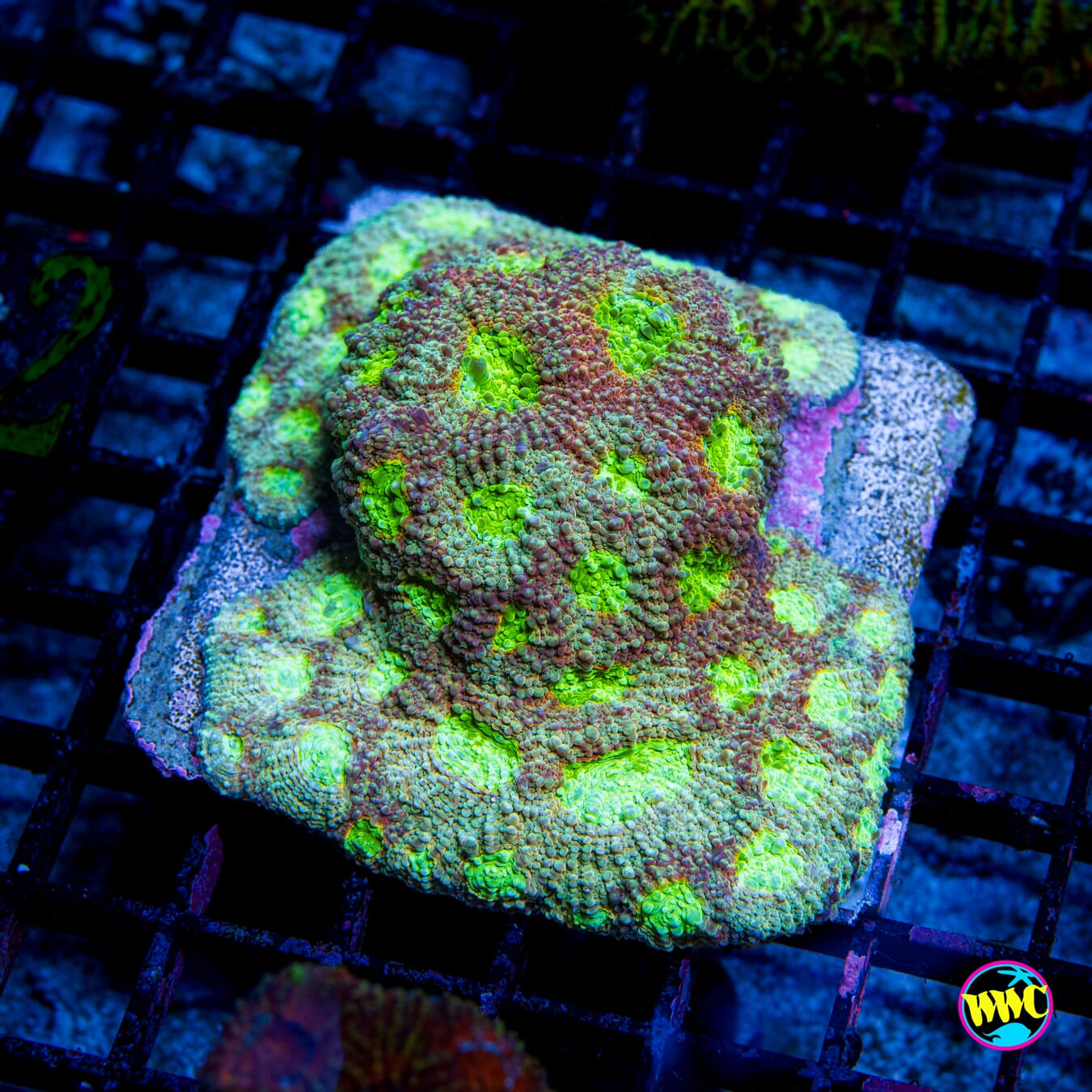 WWC Rajun Cajun Echinata - Daylight Photo