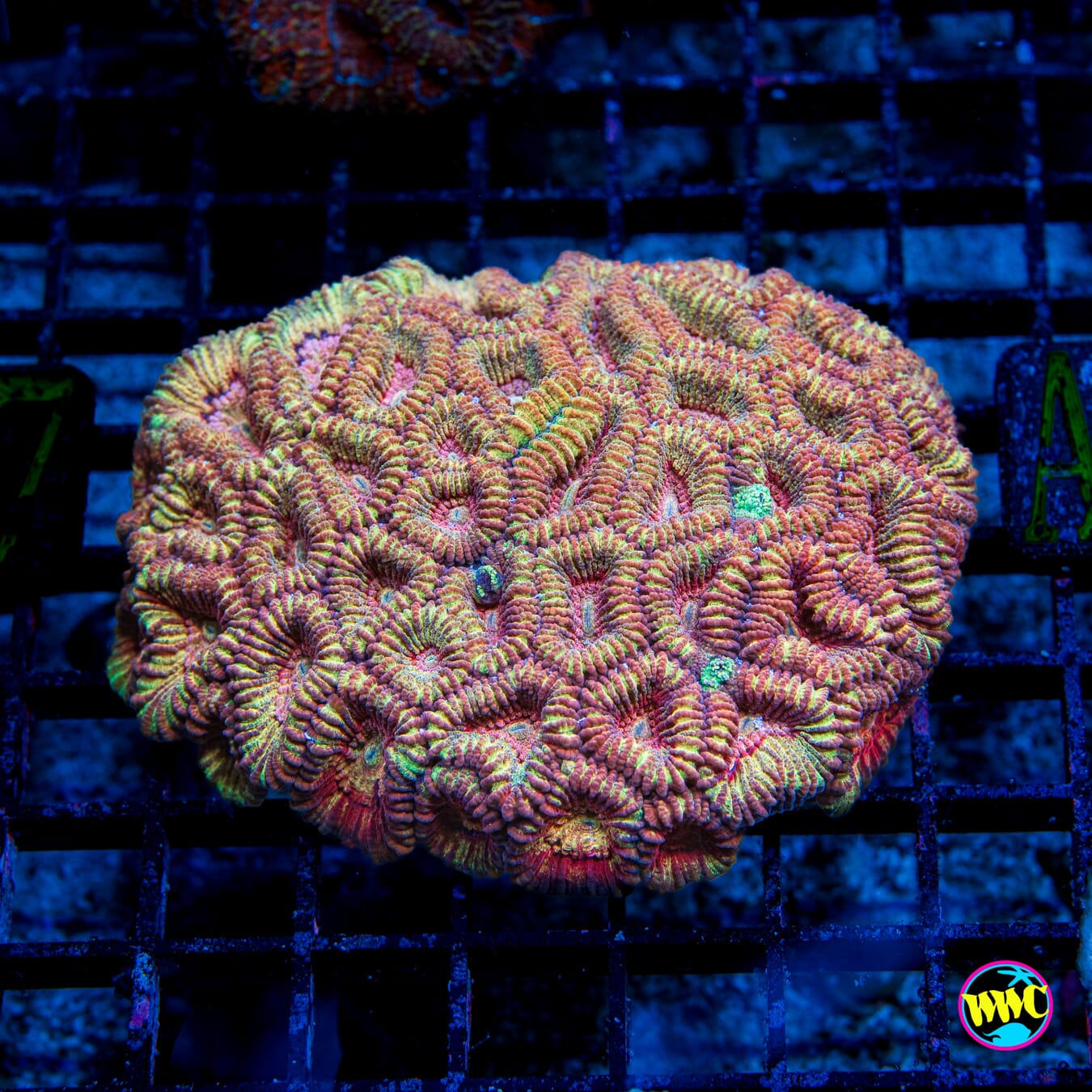 Red Rooster Favia - Daylight Photo