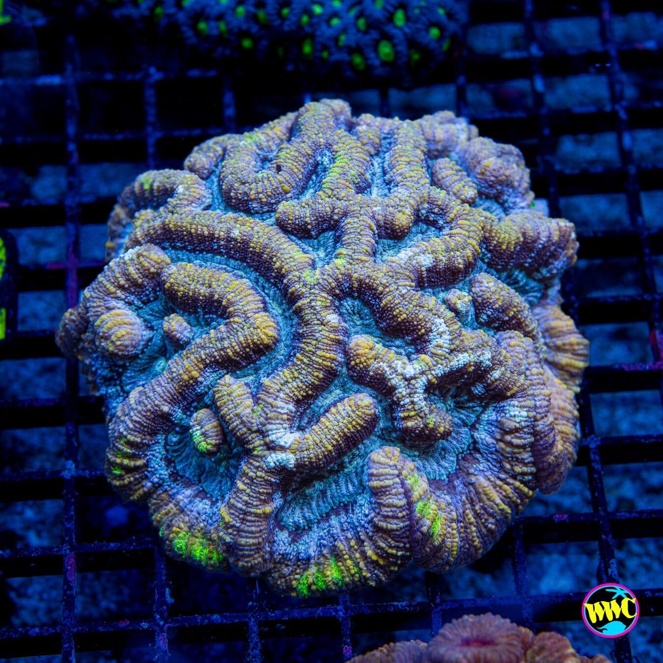 Silver Streaker Symphyllia Wilsoni - Daylight Photo