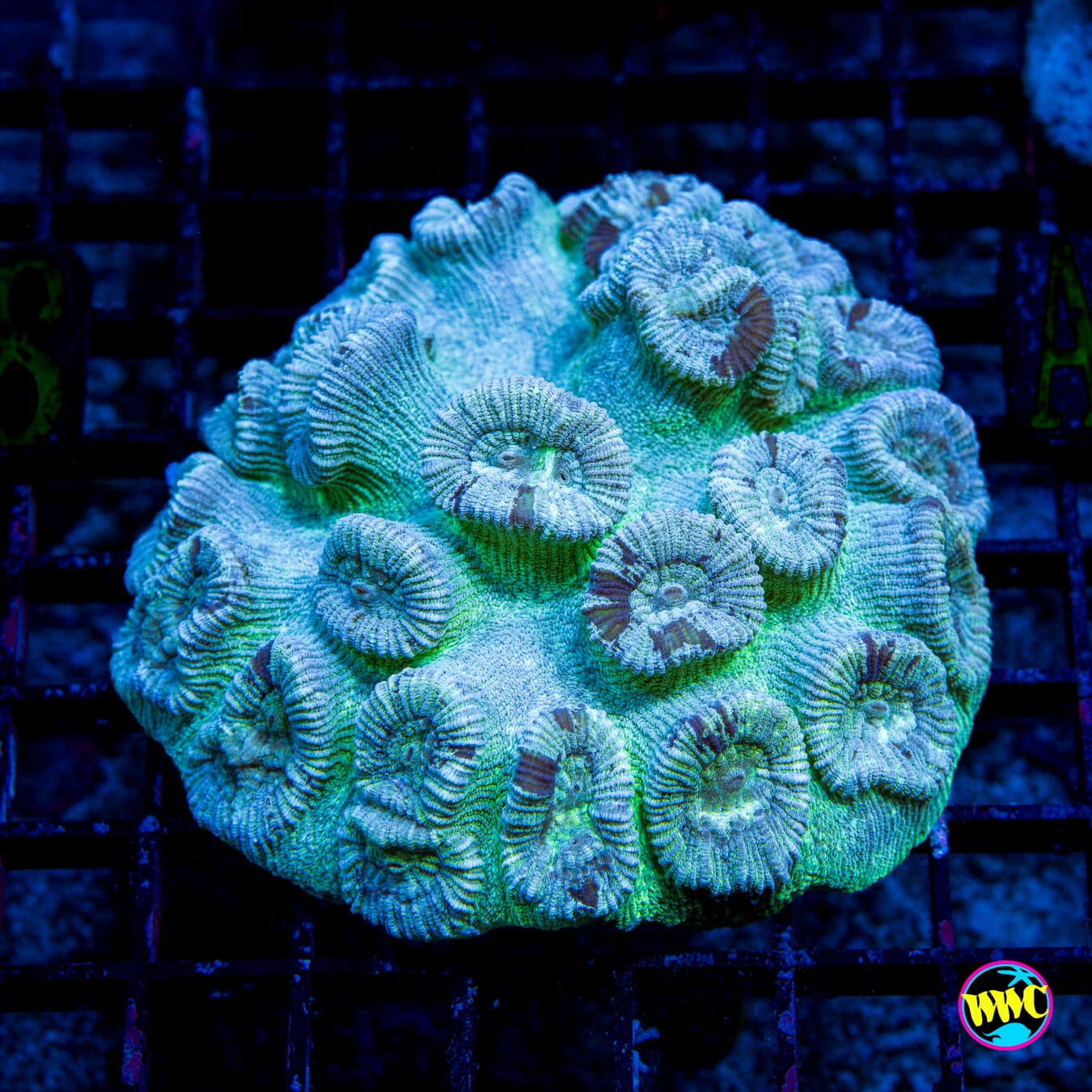 Chamo Chameleon Favia - Daylight Photo