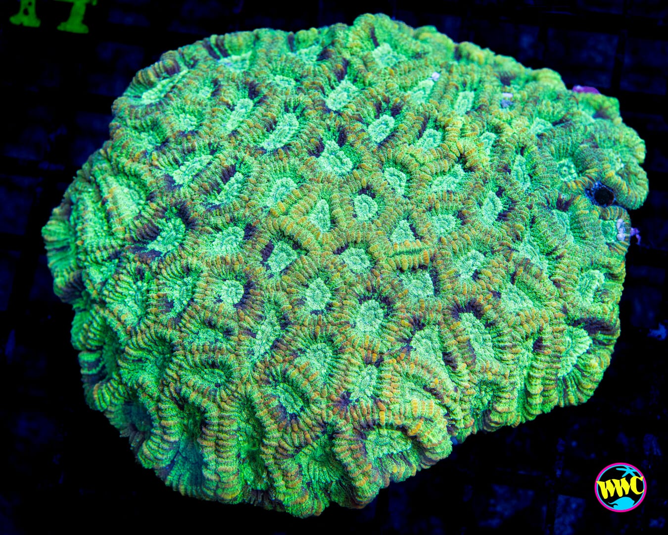 Kraken Favia - Daylight Photo