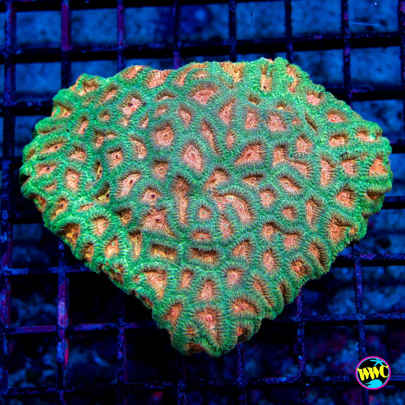 Golden Goose Favia - Daylight Photo