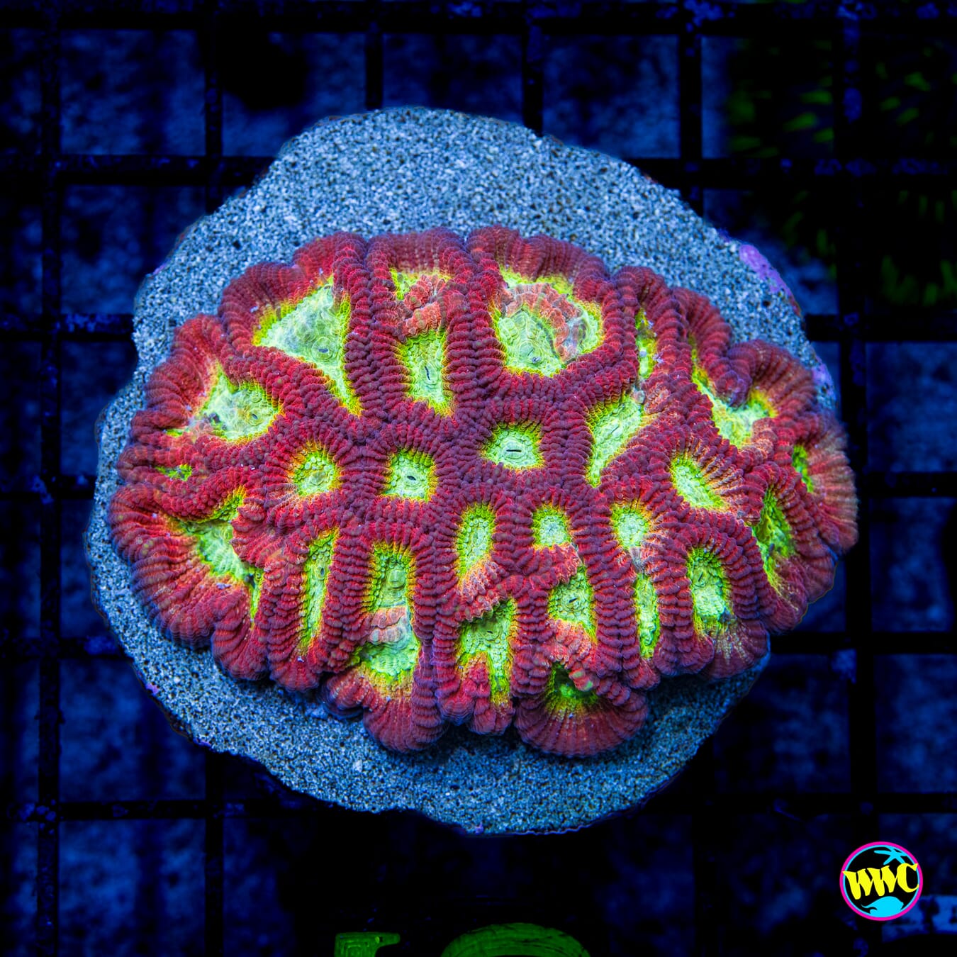 WWC Fantasmo Favia - Daylight Photo