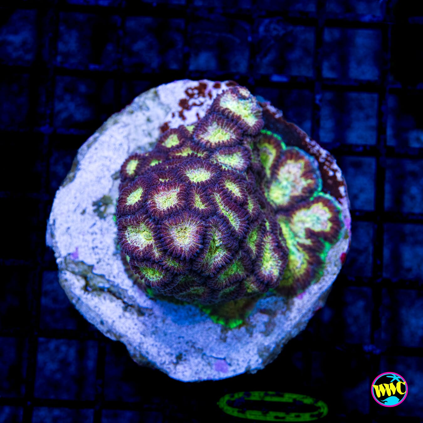 WWC Gold Dust Favia - Daylight Photo