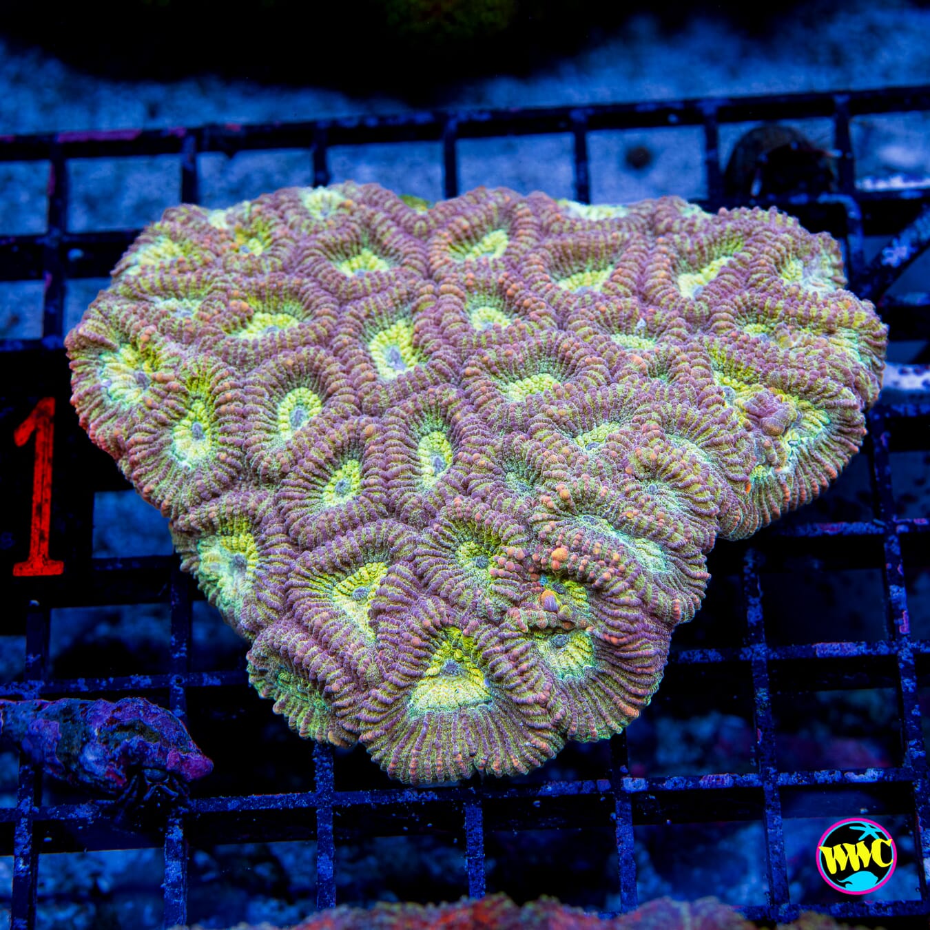 Gold Bullion Favia - Daylight Photo