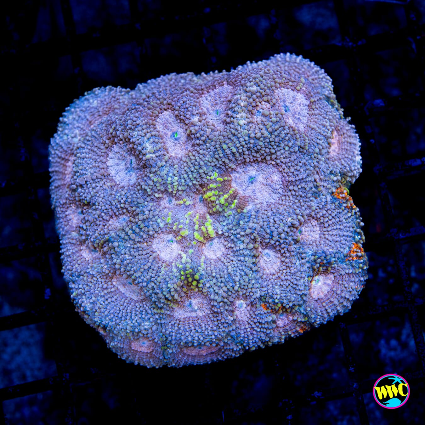 Pale Moon Echinata - Daylight Photo