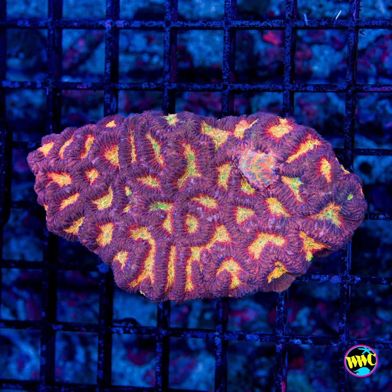 WWC Regal Platygyra - Daylight Photo