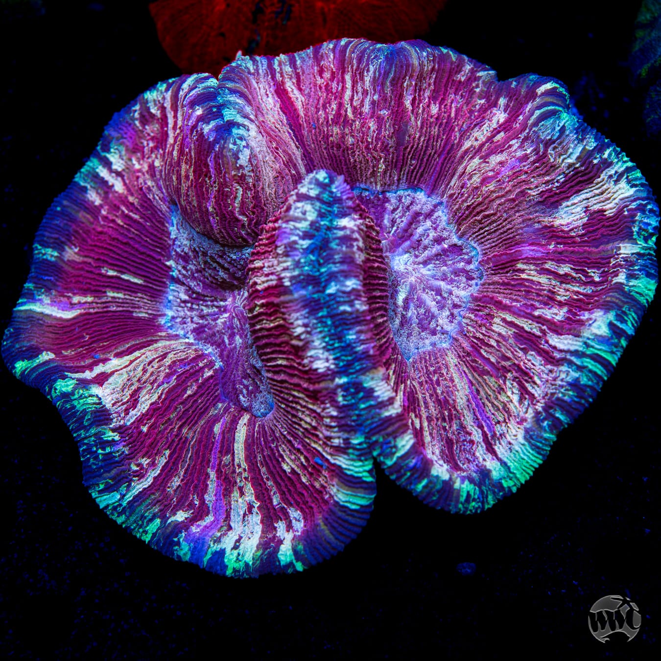 Berryliscious Trachyphyllia - Daylight Photo