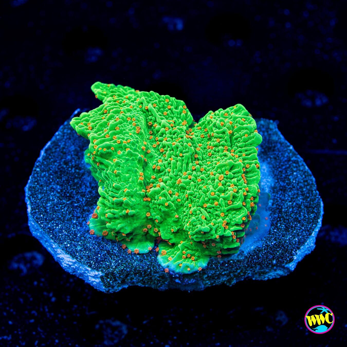 Tequila Sunrise Montipora - Daylight Photo