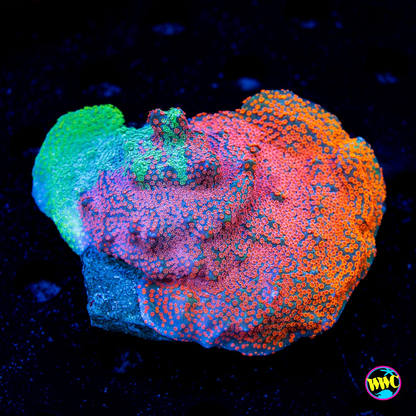 Jason Fox Dizzy Spell Montipora - Daylight Photo